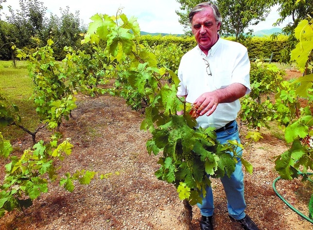 Julián Simón, atendiendo a sus parras en verano de 2014 en la finca familiar de Bugedo.  / R.L.