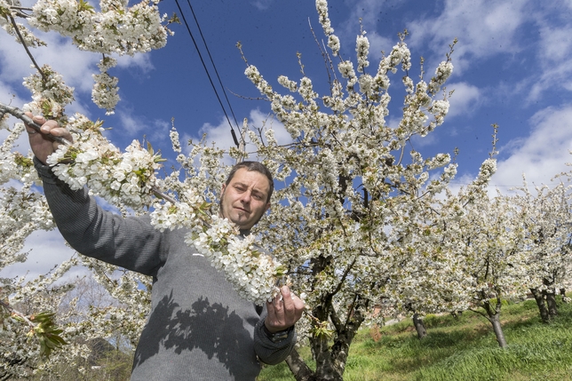 El valle burgalés de las Caderechas alcanza estos días su imagen de máximo esplendor natural con la floración de sus cerezos.  / JESÚS JAVIER MATÍAS