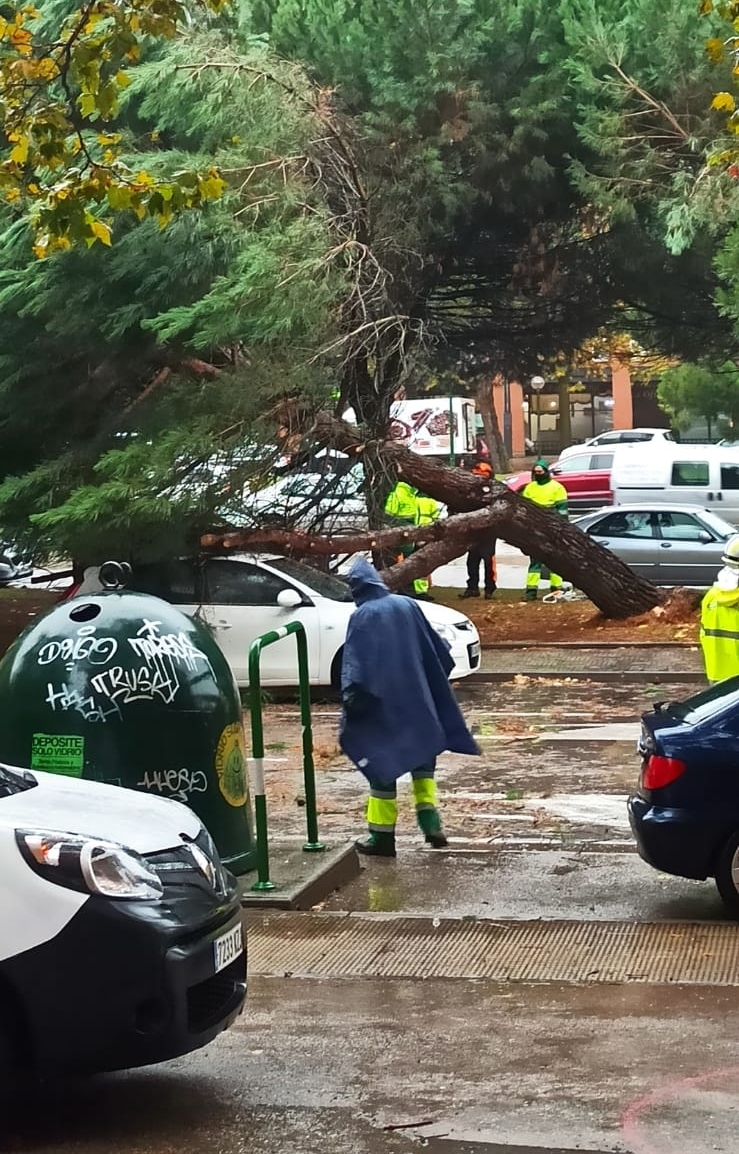 Personal del Ayuntamiento y bomberos han retirado el árbol caído.