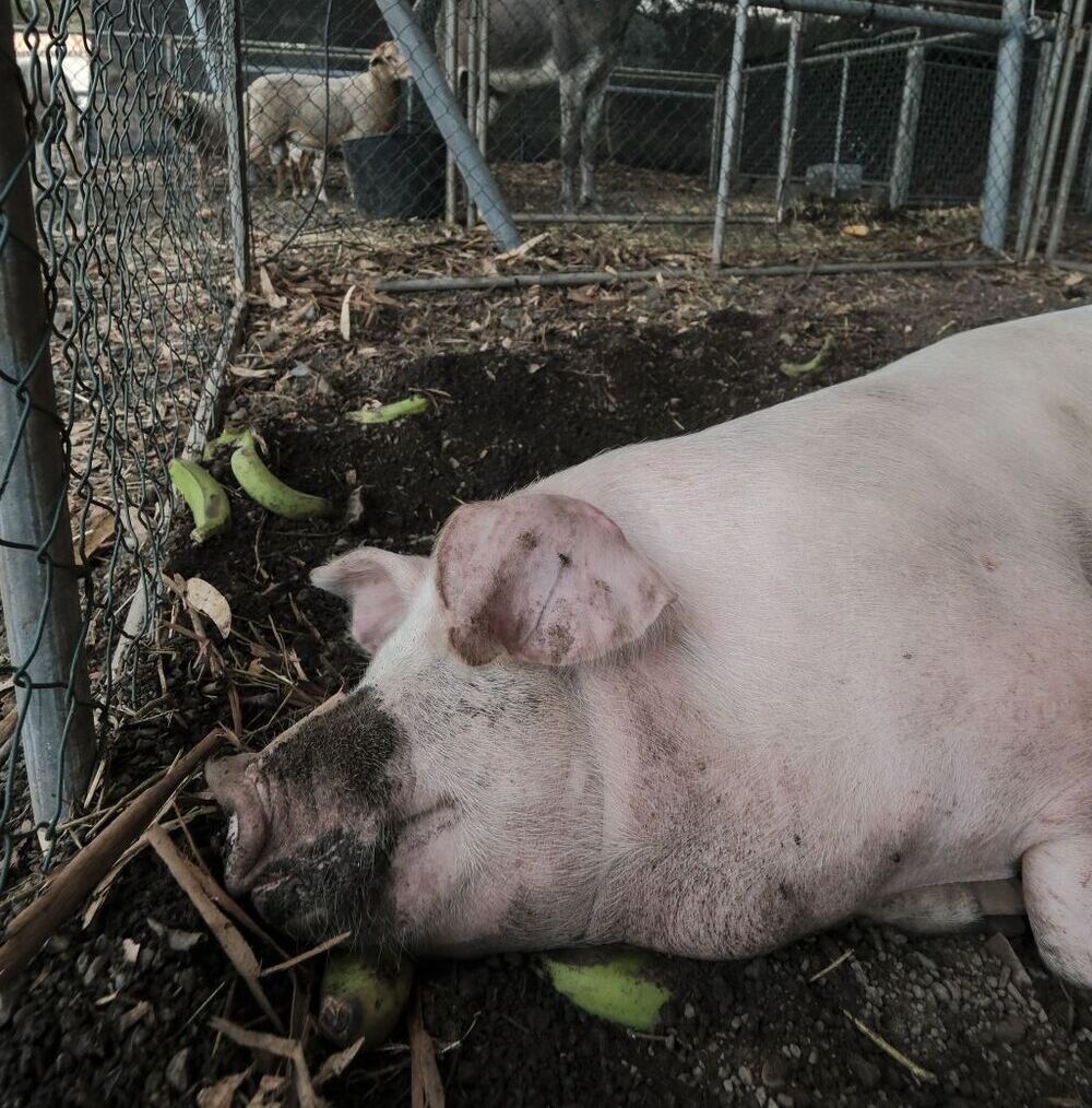 Un arca de Noé bajo las cenizas