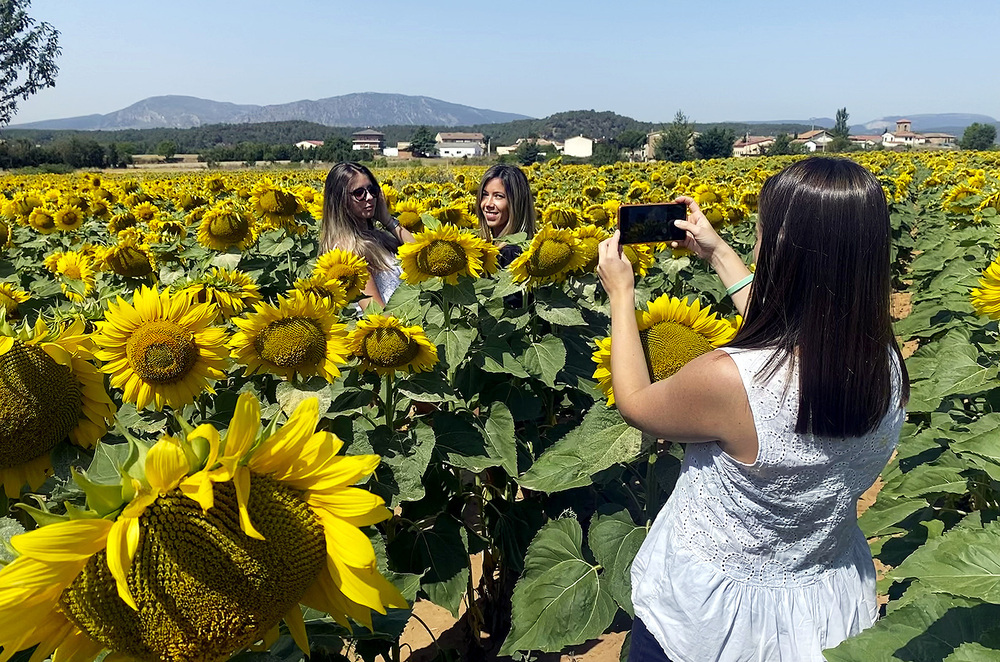 Soles para instagram en los campos de girasol de Burgos | Noticias Diario  de Burgos