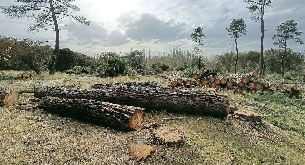 La tala de pinos en La Calabaza de Aranda se triplicará hasta las 2.500  toneladas de madera dañada | Noticias Diario de Burgos