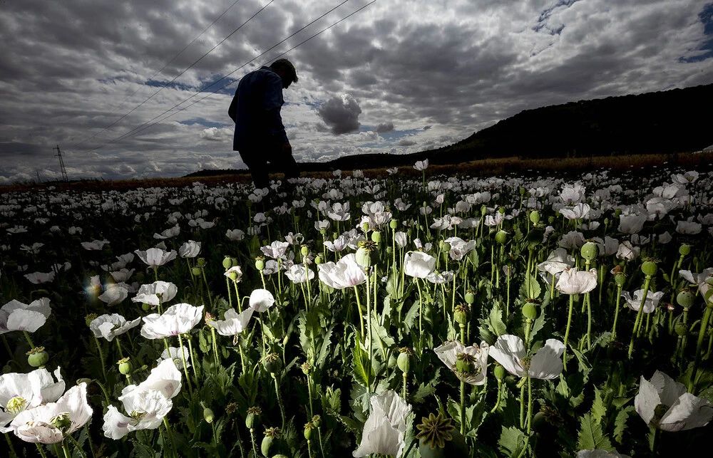 El cultivo de adormidera, la flor del opio, se reduce en Burgos de 1.000  hectáreas a 40 en 10 años | Noticias Diario de Burgos