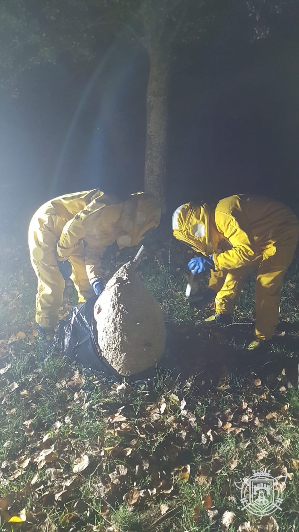 Los bomberos de Burgos retiran un gran nido de avispa asiática en el paseo  de la Quinta