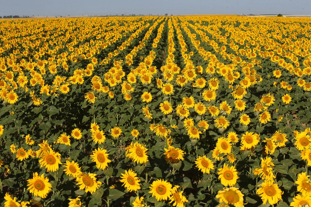 Comienza la campaña de girasol | Noticias Diario de Burgos