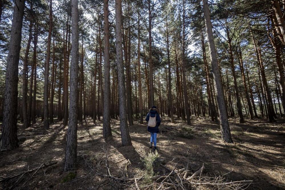 La riqueza forestal de Burgos ya es un tesoro valorado en 500 millones de  euros anuales | Noticias Diario de Burgos