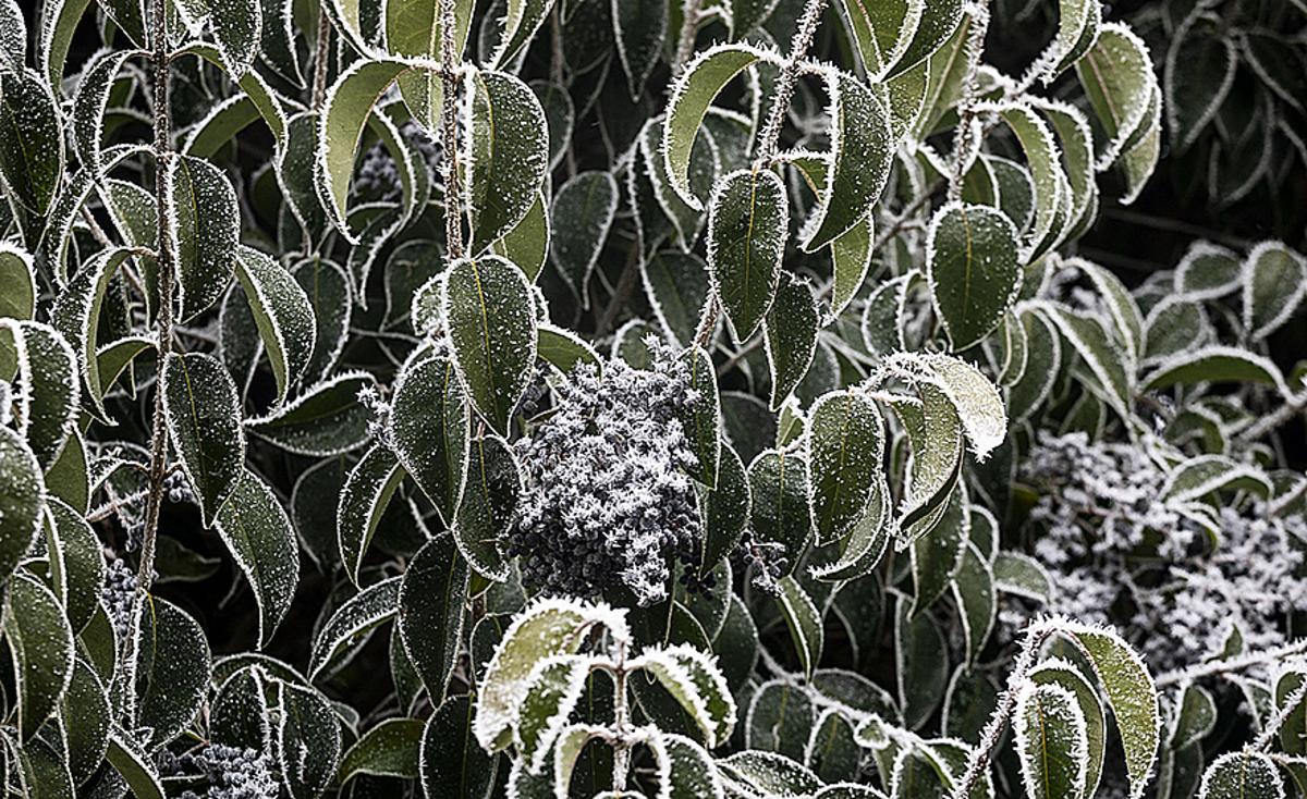 El hielo, caprichoso, dibujando contornos sugerentes en la naturaleza.   / PATRICIA GONZÁLEZ