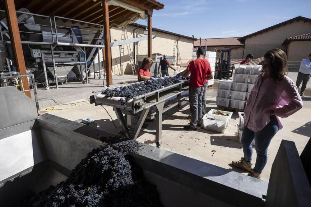 Actividad en la bodega durante esta vendimia. 