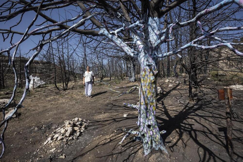 Parte de los árboles calcinados en Quintanilla del Coco se convertirán en un museo al aire libre tras ser intervenidos por artistas.  / LUIS LÓPEZ ARAICO