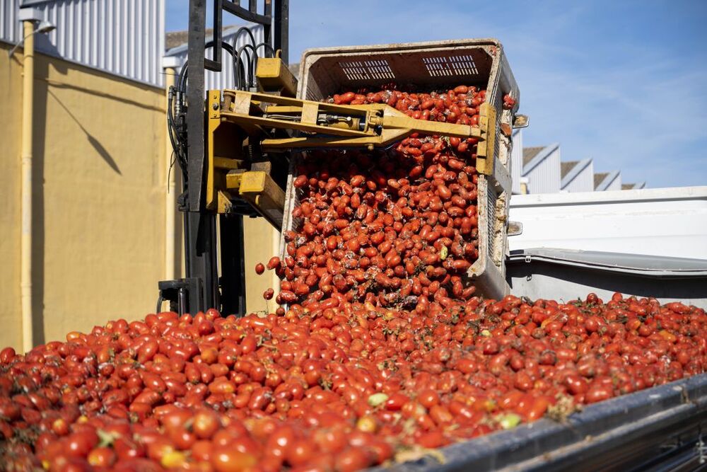 Preparativos Tomatina  / ANDREU ESTEBAN