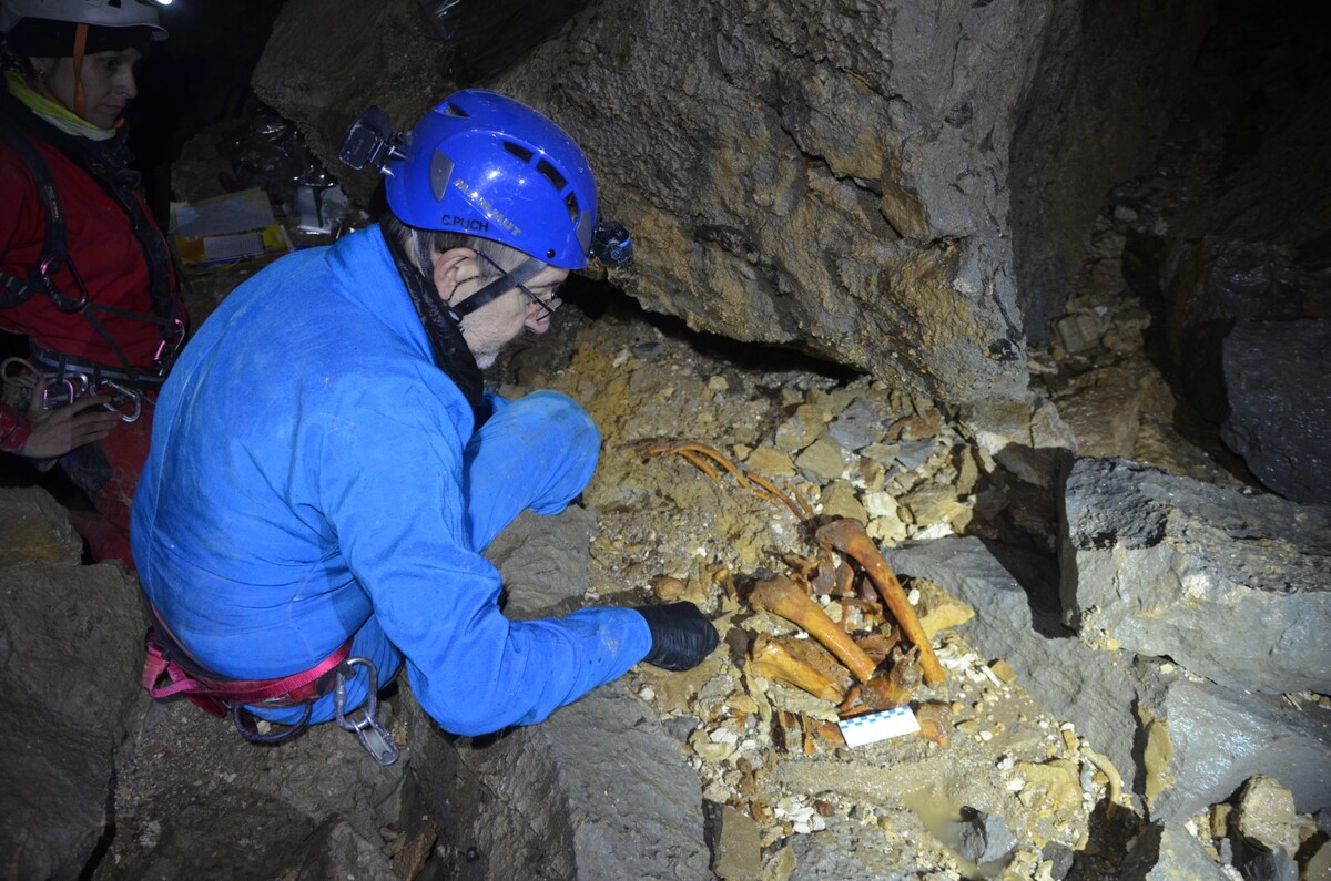 Extraídos los restos completos de un oso pardo (Ursus arctos) del yacimiento burgalés de la Torca de Sogalamuela en Espinosa de los Monteros.  / GRUPO ESPELEOLÓGICO EDELWEISS
