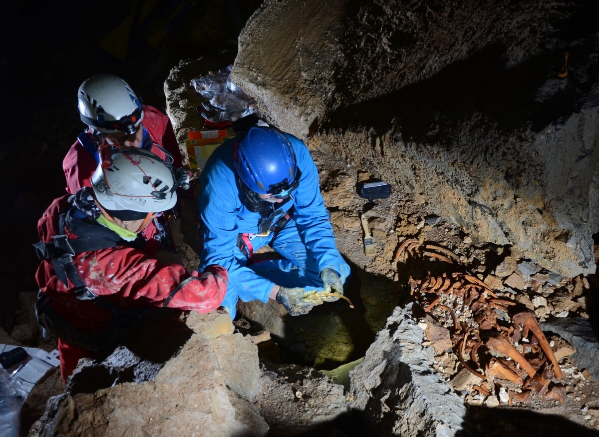 Extraídos los restos completos de un oso pardo (Ursus arctos) del yacimiento burgalés de la Torca de Sogalamuela en Espinosa de los Monteros.  / GRUPO ESPELEOLÓGICO EDELWEISS