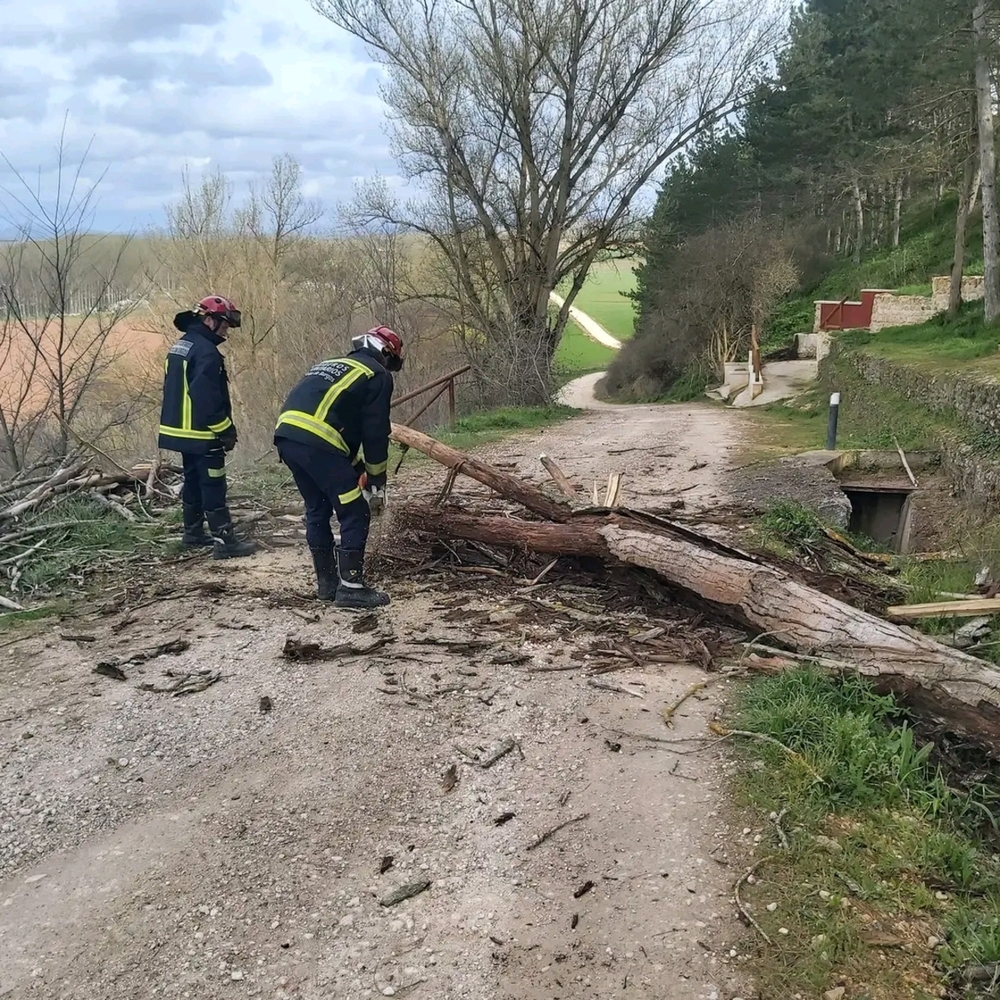 La caída de un árbol afecta a varios tendidos en Lerma