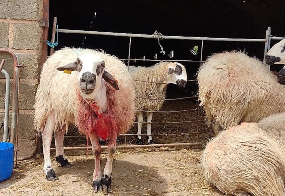 Además de las 3 ovejas muertas, otras 4 resultaron heridas.