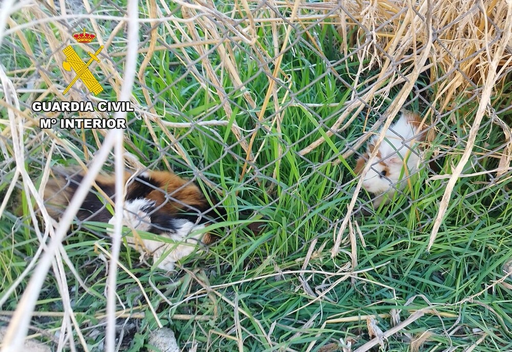 Investigan por abandono animal a la dueña de seis cobayas