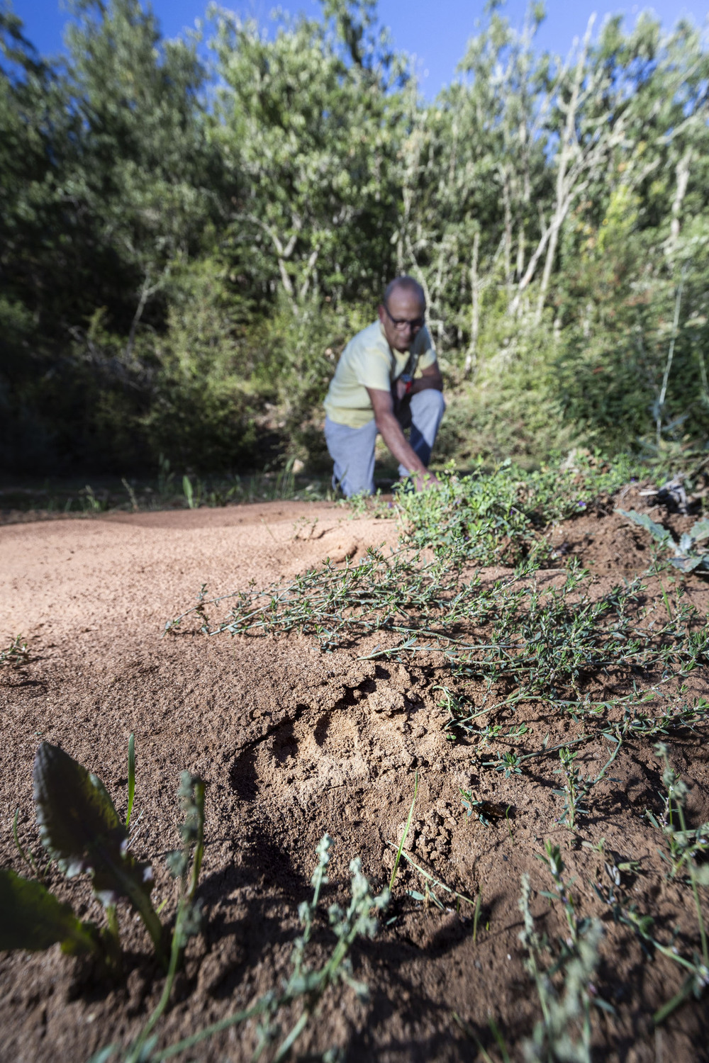 La huella da fe de la presencia de un oso pardo joven en las inmediaciones del Valle de Sedano. 