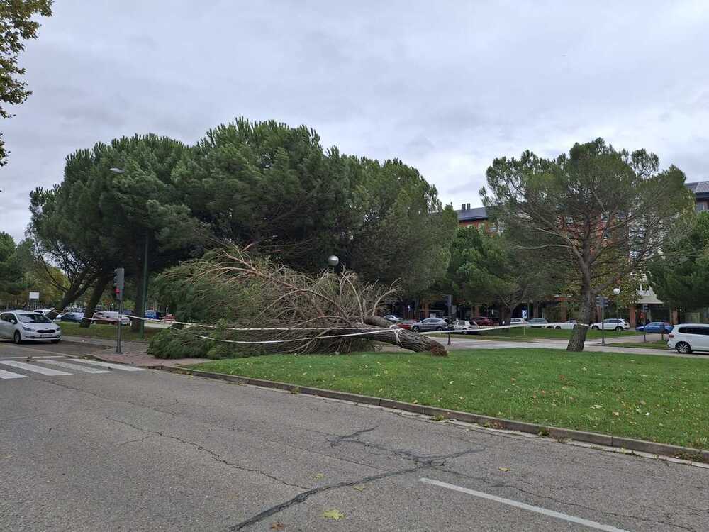 La caída de este pino de la avenida Castilla y León ha herido a un hombre de 71 años.  / F.L.D. / BURGOS