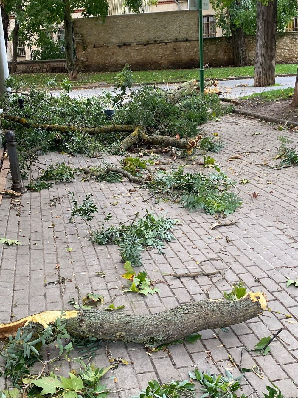 Ramas tronchadas en el parque del Doctor Vara  / Diario de Burgos