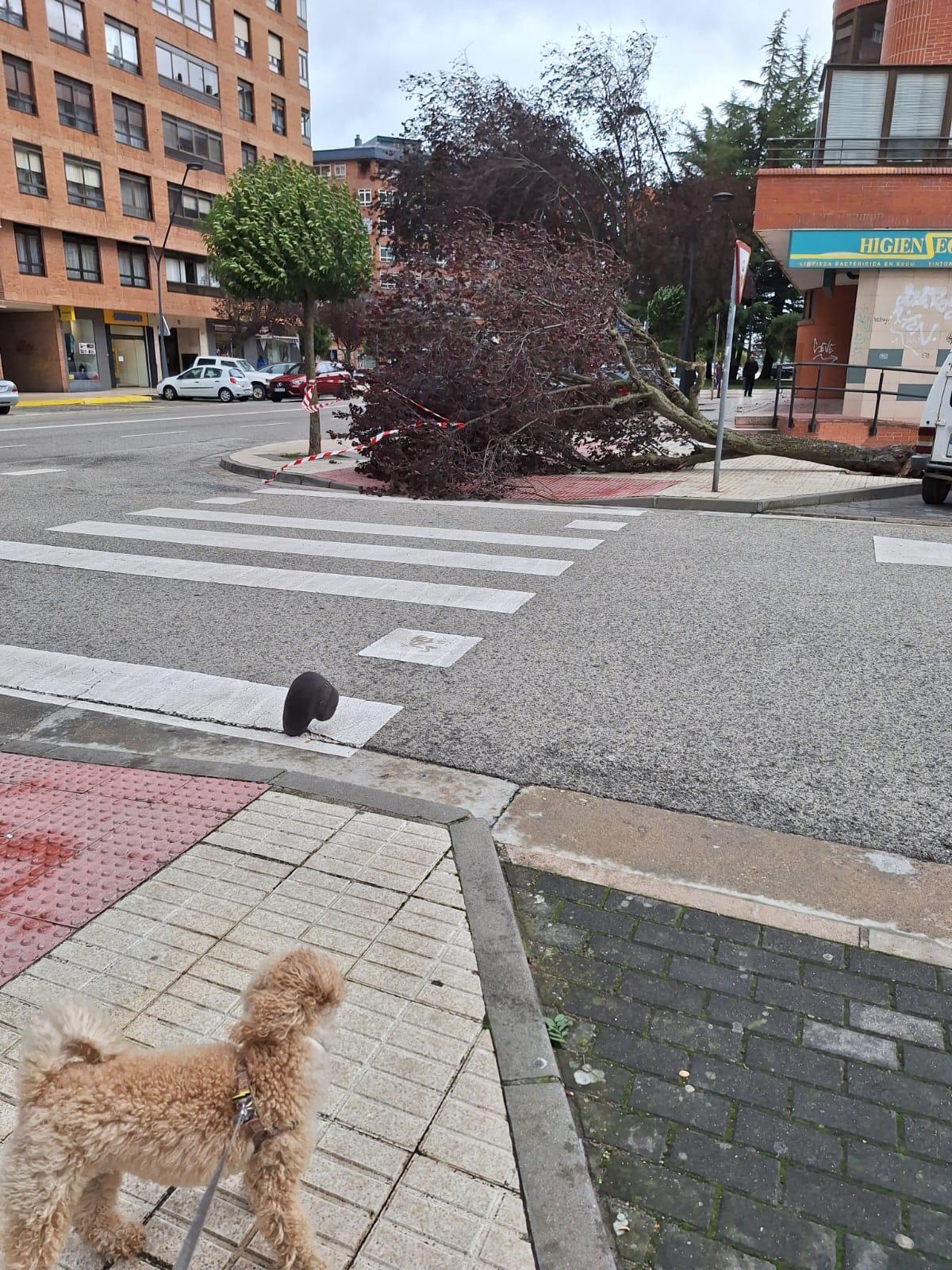 Árbol caído en la calle Federico García Lorca.   / Diario de Burgos