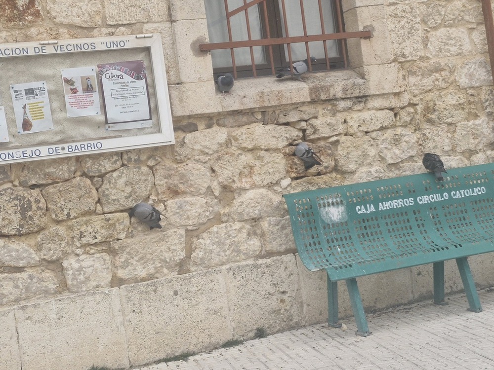 Las palomas se adueñan del centro municipal de Villatoro