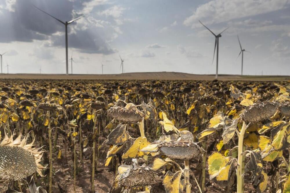 El páramo entre Villagonzalo Pedernales, Albillos y Buniel, al pie de la A-62, es una de las zonas de esta comarca donde se registran las mayores producciones agrícolas.