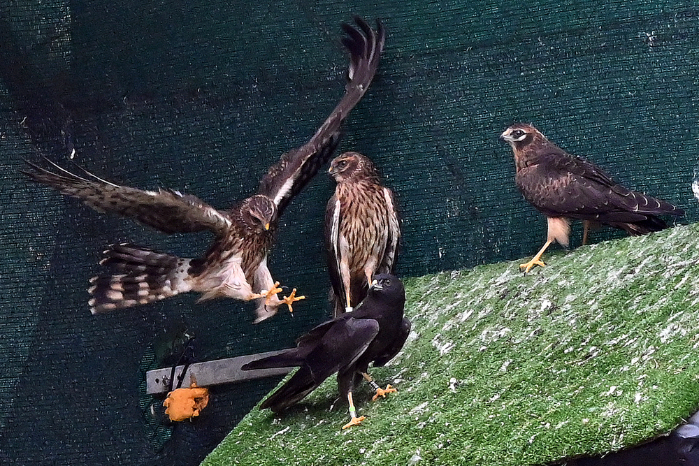 La Junta localiza más de 400 nidos gracias al proyecto para la conservación del Aguilucho cenizo y otras aves esteparias.