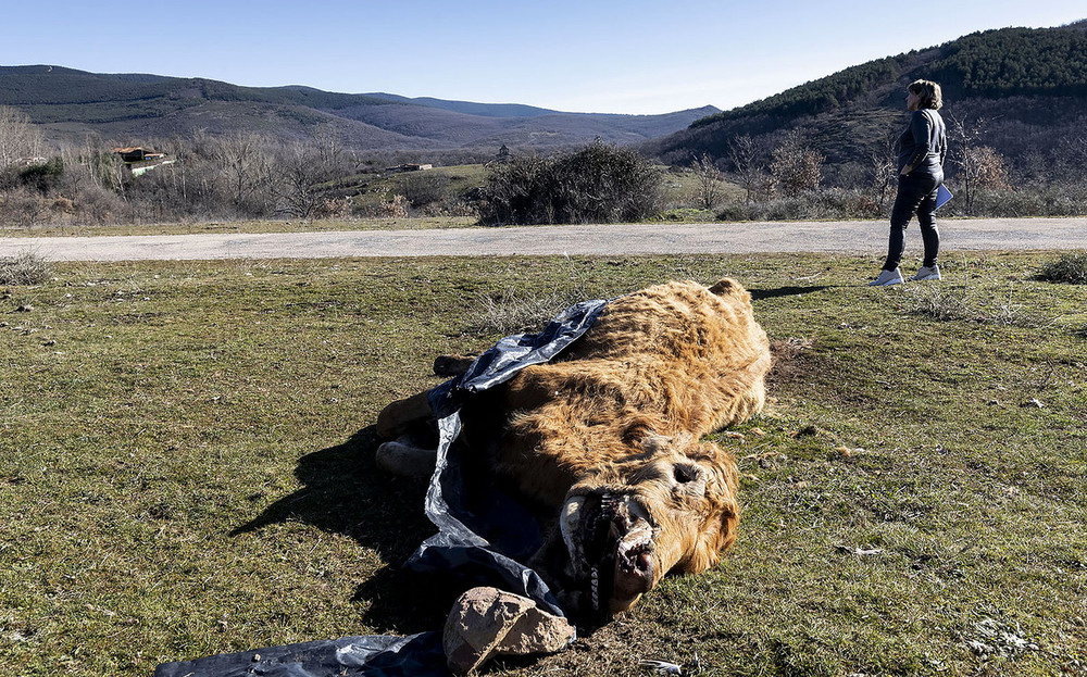 Una vaca muerta y abandonada al lado de la carretera en Iglesiapinta.