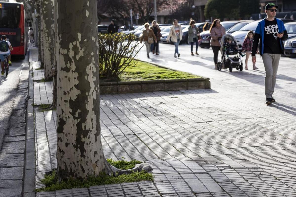 Calle Vitoria. En Hacienda las raíces se hacen fuertes.  / LUIS LÓPEZ ARAICO