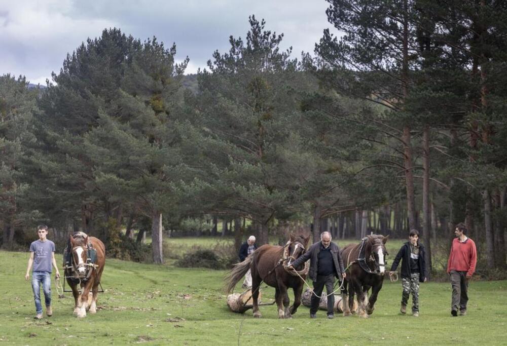 Los caballos transportaron los pinos del monte a la campa.