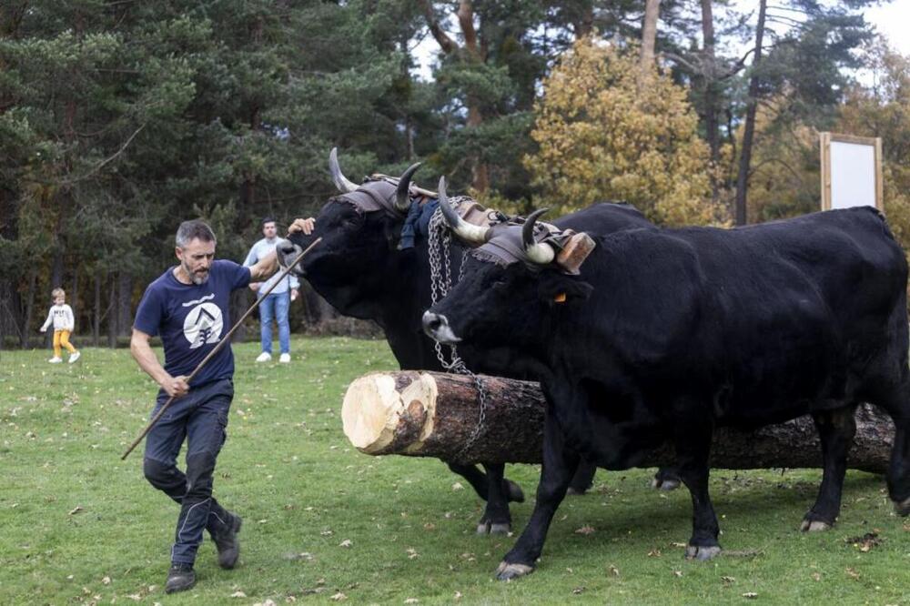 Las dos vacas serranas fueron las protagonistas de la mañana al acarrear numerosos troncos de pino y llevarlos hasta el Comunero. 