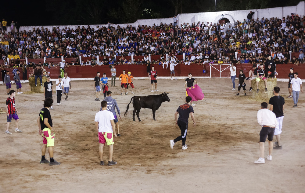 Furor por las vaquillas en Briviesca