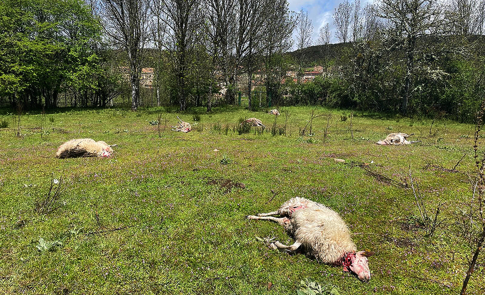 En la imagen sobre estas líneas se aprecia la gravedad del ataque y la cercanía de las viviendas de Barbadillo de Herreros. 