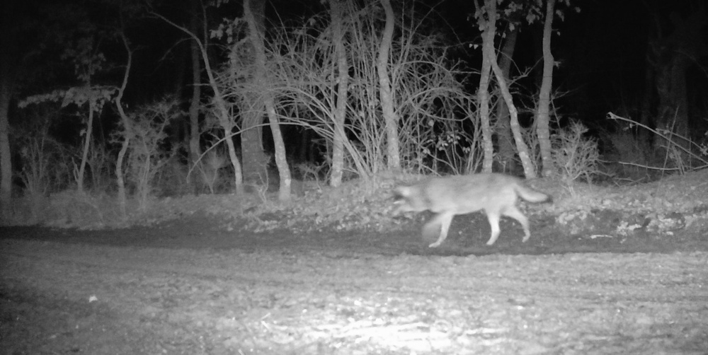 Fotogramas del lobo merodeando por el pueblo burgalés de la Sierra de la Demanda.