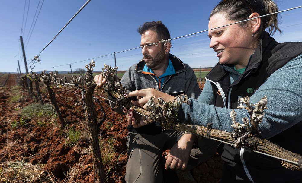 Miguel Otero y Estrella Pérez, viticultores en la localidad ribereña de Fuentenebro, analizan los daños sufridos en las viñas tras las heladas del martes y miércoles, que dejaron el termómetro en casi 4 grados negativos.   / ALBERTO RODRIGO