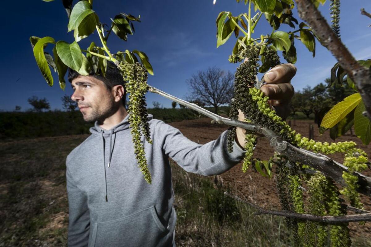 La helada de Quintana del Pidio también causó daños en nogales y frutales.  / ALBERTO RODRIGO