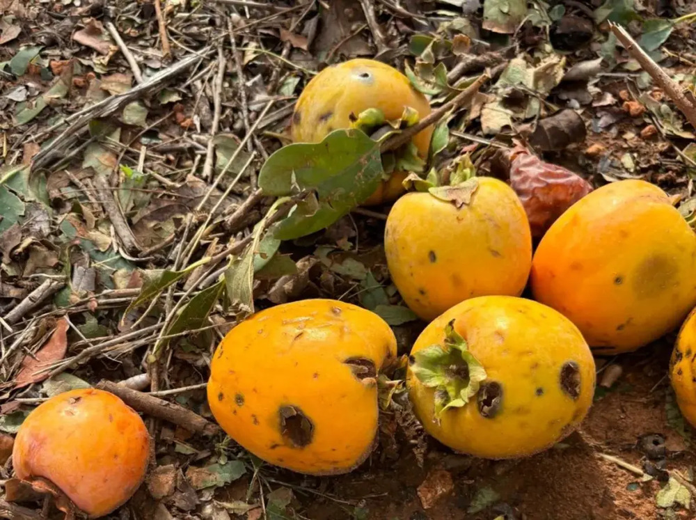 El campo también sufrió