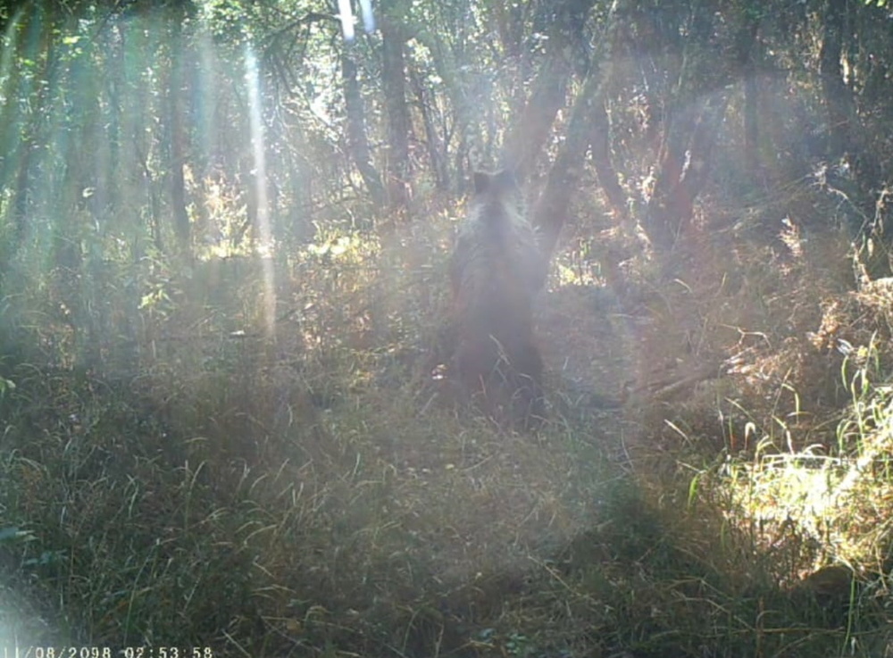 Captura del vídeo del oso merodeando por un paraje próximo a la localidad burgalesa de Montorio.