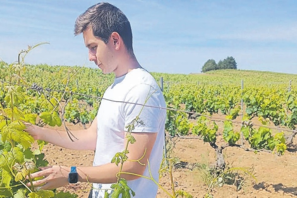 La apuesta por los vinos ecológicos en la Ribera sube un 30%