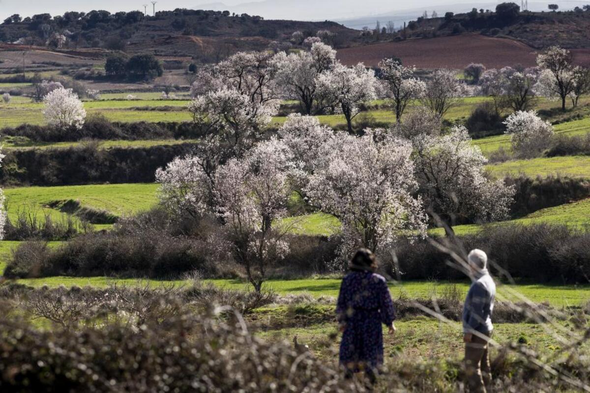 Las bajadas extremas de temperatura oscurecen la flor de los almendros en Poza.  / ALBERTO RODRIGO