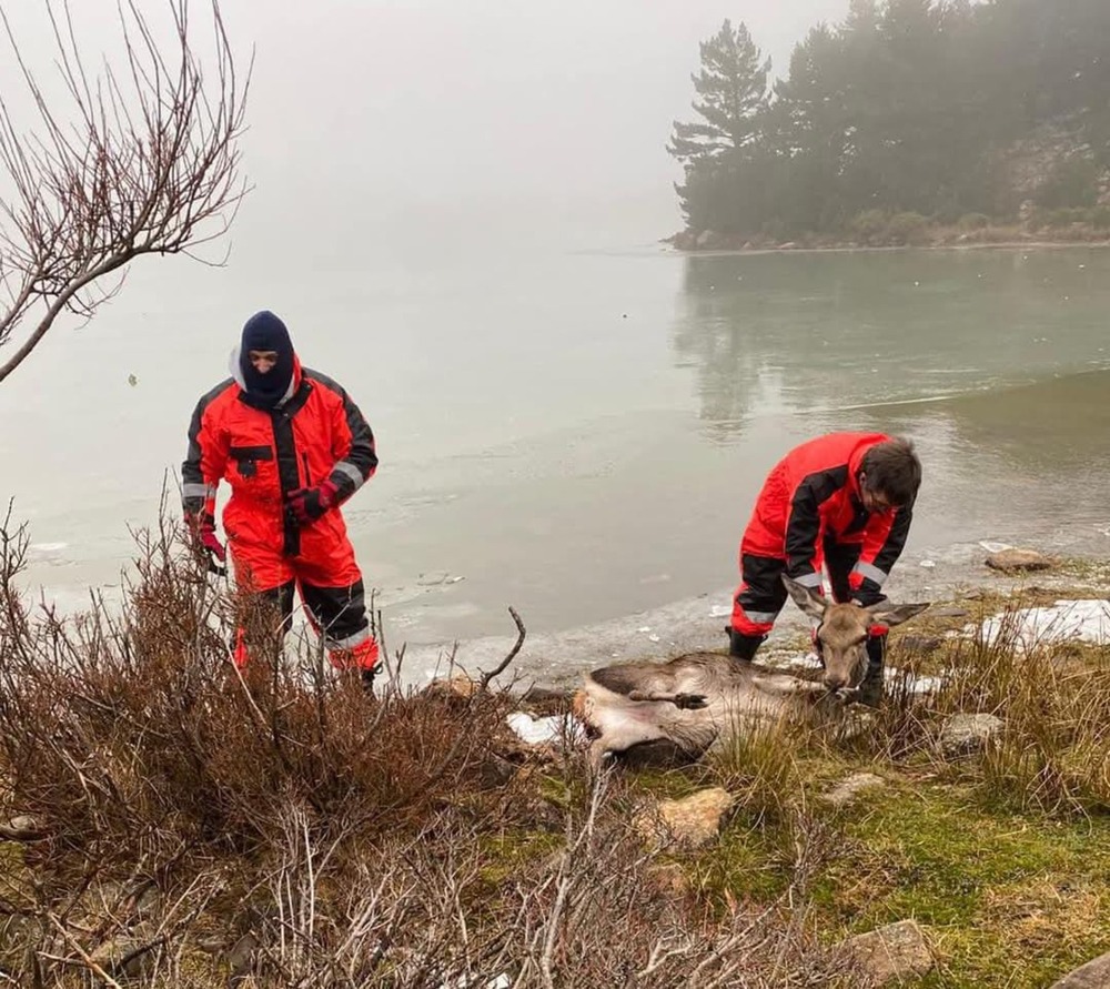 Rescatan a una cierva atrapada en una laguna de Neila