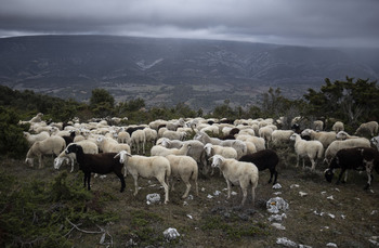 Ovejas y cabras para prevenir incendios