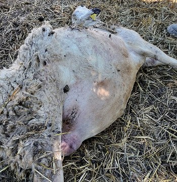 El lobo ataca de nuevo en Bozoó y mata 24 ovejas