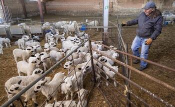 El lechazo de la Ribera sube un 50% y va camino de ser un lujo