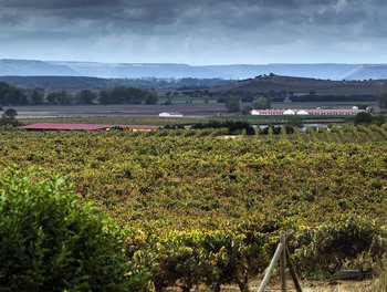 El difícil maridaje del vino con los cerdos