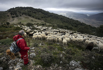 Un gran rebaño de la comarca peligra por un conflicto de pasto