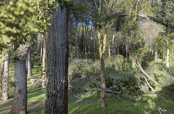 100 árboles caídos en el parque General Gutiérrez de Aranda