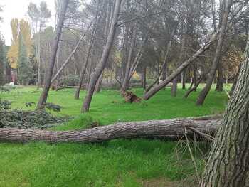 Las últimas borrascas derribaron 136 árboles en todo Aranda