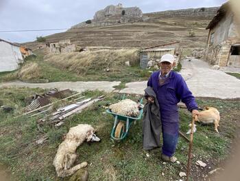 Las ganaderías de Burgos sufren ataques diarios de lobos