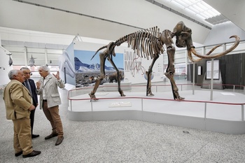 El MEH exhibe el esqueleto de un mamut hallado en Siberia