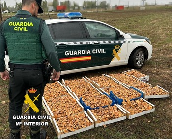 Incautan 137 kilos de níscalos recogidos ilegalmente